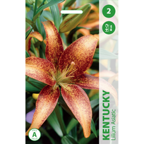 Lelijų svogūnėliai, lot. LILIUM  KENTUCKY, 2 vnt.