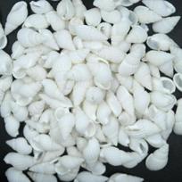 100 vienetų mažas jūros kriauklė Gražus Top Retas Real Conches Kalėdų dovana