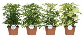 Vazoninis augalas šeflera, Ø 21, 50 cm, lot. SCHEFFLERA MIX