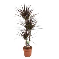 Vazoninis augalas dracena, Ø 21, 120 cm, 60-30-15, lot. DRACAENA MAGENTA
