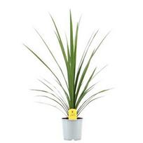Lauko augalas kordilina, Ø 17, 80 cm, lot. Cordyline Australis mix