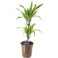 Vazoninis augalas dracena, Ø 12, 40 cm, lot. Dracaena frag. Janet Craig