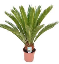 Vazoninis augalas cikas, Ø 19, 70 cm, lot. CYCAS REVOLUTA