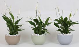 Vazoninis augalas vėzdūnė, vazone, Ø 17, 40 cm, lot. SPATHIPHYLLUM in ceramic