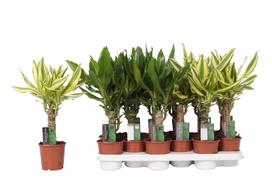 Vazoninis augalas dracena, Ø 11, 40 cm, lot. DRACAENA Fragrans mix