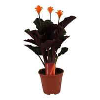 Vazoninis augalas kalatėja, Ø 14, 40 cm, lot. CALATHEA CROCATA