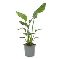 Vazoninis augalas strelicija, Ø 19, 70 cm, lot. Strelitzia reginae