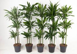 Vazoninis augalas dracena, Ø 24, 150 cm, lot. DRACAENA Fragrans