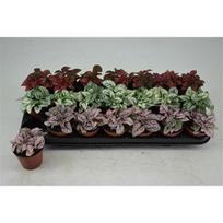 Lauko augalas margasis turklenis, Ø 8,5, 10 cm, lot. Hypoestes mix