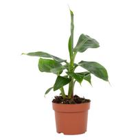 Vazoninis augalas bananmedis, Ø 12, 30 cm, lot. MUSA