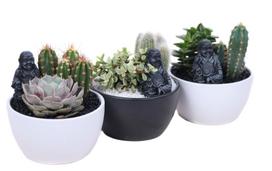 Vazoninis augalas kaktusas, kompozicija, Ø 15, 20 cm, lot. CACTUS MIX, in ceramic