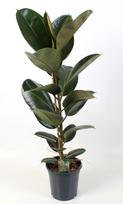 Vazoninis augalas fikusas, Ø 21, 65 cm, lot. FICUS ELASTICA