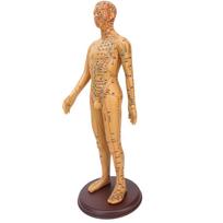 50 cm 19,7 colio žalvario spalvos akupunktūros kūno modelis su skaidriais meridianų akupunktūros modeliu