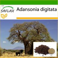SAFLAX – Afrikos beždžionių duonos medis – 6 sėklos – Su vazoniniu substratu geresniam auginimui – Adansonia digitata