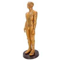 Moteriškas Vyriškas Žmogaus Kūno Akupunktūros Modelis Vario Spalvos Meridianai Akupunktūros Taškų Modelis Vyriškas Modelis male