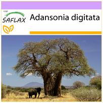 SAFLAX – Afrikos beždžionių duonos medis – 6 sėklos – Adansonia digitata