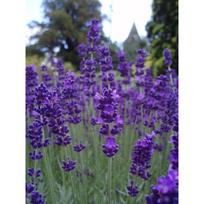 Levanda tikroji ''Phenomenal''