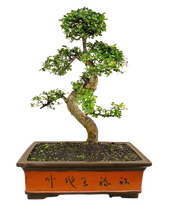 Zelkova Bonsai P60