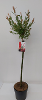 Lauko augalas gluosnis, Ø 19 cm, 100 - 110 cm, lot. SALIX FLAMINGO