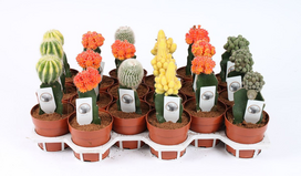 Vazoninis augalas kaktusas, vazone, Ø 10, 15 cm, lot. CACTUS CERAMIC POT