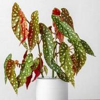 Begonia maculata