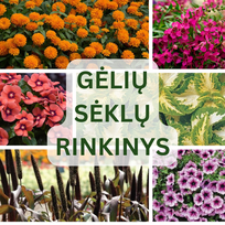 Gėlių sėklų rinkinys NOJAUS SĖKLOS hermetikuose