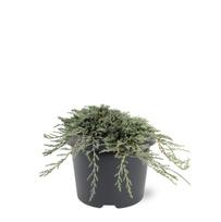 Lauko augalas horizontalusis kadagys, Ø 19, 25 cm, lot. Juniperus horiz. Icee Blue