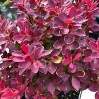 Raugerškis tunbergo ''Ruby Star''®