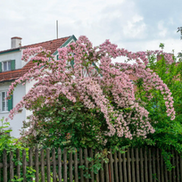 Kolvikcija, puošnioji "Pink Cloud"