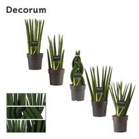Vazoninis augalas sansevjera, Ø 12, 40 cm, lot. Sansevieria Cylindrica