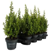 Lauko augalas baltoji eglė CONICA, Ø 13, 40 cm, lot. PICEA GLAUCA CONICA