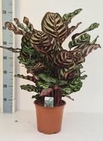 Vazoninis augalas kalatėja, Ø 19, 75 cm, lot. CALATHEA MAKOYANA