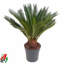 Vazoninis augalas cikas, Ø 24, 80 cm, lot. Cycas Revoluta