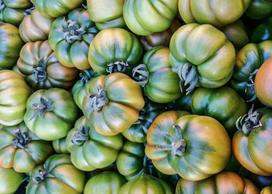 50 POMIDORŲ SEMENŲ COSTOLUTO FIORENTINO - šviežios sėklos