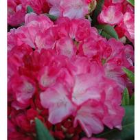 Rododendras (Y) ''Fantastica''