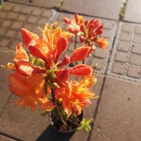 Rododendras (AK) ''Gibraltar''