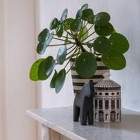 Pilea peperomioides