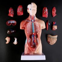Žmogaus anatomija Anatominis torso kūno modelis Žmogaus kūno organai Skeletas Anatomijos plakatai Manekenai Kūno žaislas Medicinos reikmenys Human Body Model set