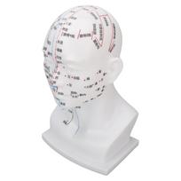 Akupunktūros taškų galvos modelis PVC balto veido masažas meridianai galvos modelis mokymo priemonės 11,8 colio