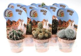Vazoninis augalas kaktusas/sukulentas, Ø 10,5, 20 cm, lot. CACTUS/SUCCULENTUS
