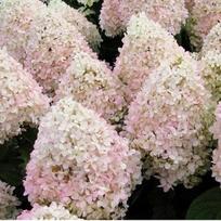 Hortenzija šluotelinė 'Magical Sweet Summer'PRB