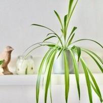 Chlorophytum Lemon