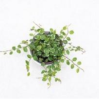 Ficus Pumila White Sunny
