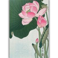 Reprodukcija „Žydintis lotosas“, Ohara Koson
