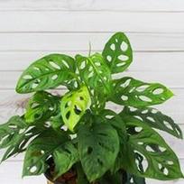 Monstera Monkey Mask