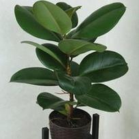 Ficus elastica Robusta
