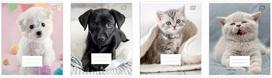 Sąsiuvinis 12 lapų langeliais   12#   I lOVE PETS