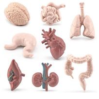 Modeliavimo mokslas Mini žmogaus organai Modelis Smegenys Širdis Plaučiai Kepenys Plonoji žarna Storoji žarna BL-1158 Human Organ Model 138g