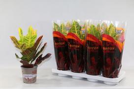 Vazoninis augalas krotonas, Ø 13, 35 cm, lot. CODIAEUM EXCELLENT