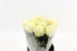 Skinta gėlė Rožė balta, 60 cm, lot. Rose white